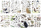 遇見臺灣野生之寶：臺灣陸域保育類野生動物手繪海報(1套8張)