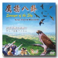 鷹揚八卦：灰面鵟鷹生態簡介（公播版DVD）
